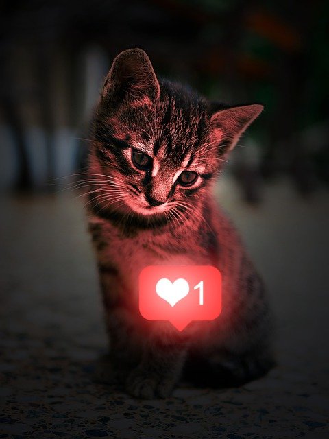 cute cat with like icon